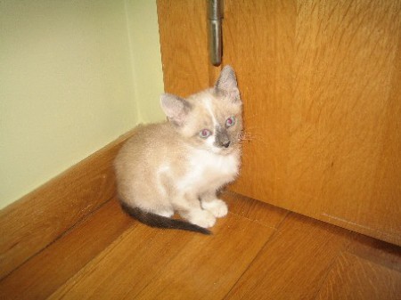 Bio (Fotos do Antes e Depois)